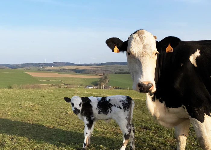 Twee koeien