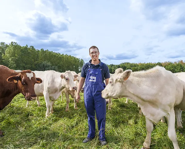 Boer met zijn koeien