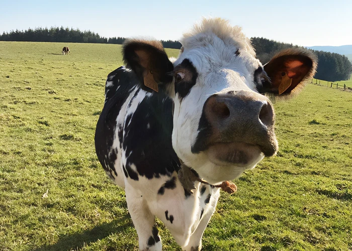 Boer met zijn koeien