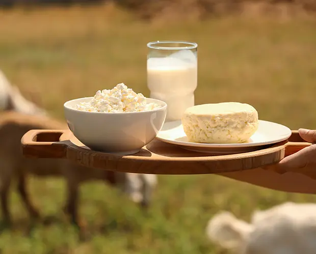 Plateau lait et fromage