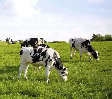 Deux vaches dans un pré