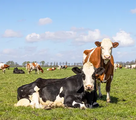 Deux vaches dans un pré
